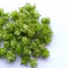 Photo montrant un petit tas de fleurs de houblon