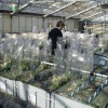 photo d'expérience de phénotypage en serre de plantes hyperaccumulatrices pour la remediation