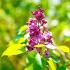 La plante du mois de mai : Syringa vulgaris L. ‘Maréchal de Bassompierre’ 