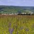 Plateau de Maléville G.Seznec 22 juillet 2015 15h00