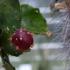 ces plantes que l'on mange
