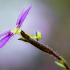 Stylidium debile F.Muell., la plante gâchette Stylidium debile Jardin botanique Nancy