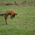 Image d'un renard en chasse dans un pré