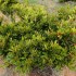 l'arbuste Synsepalum dulcificum produit des baies rouges (les Sisrè) dont on tire la miraculine