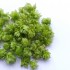 Photo montrant un petit tas de fleurs de houblon
