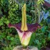 Arum titan - Jardin botanique Jean-Marie Pelt Arum titan - Jardin botanique Jean-Marie Pelt