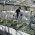 photo d'expérience de phénotypage en serre de plantes hyperaccumulatrices pour la remediation