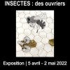 [Expo] Insectes : des ouvriers à la BU du Saulcy