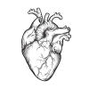 Dessin au trait noir d'un coeur anatomique