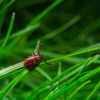 Une tique sur un brin d'herbe