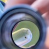 Observation d'une tique collectée