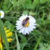 Abeille posée sur une paquerette