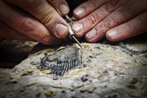 Vers l'article [Événement] Préparation de fossiles avec un paléontologue