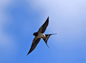 Vers l'article [Rencontre] Observation de la migration des oiseaux