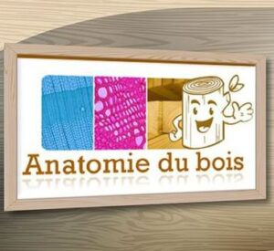 Vers l'article MOOC « Anatomie du bois »