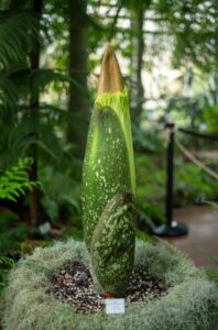 Vers l'article Le retour de l’arum titan au Jardin botanique Jean-Marie Pelt