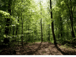 Vers l'article Concours photo "La forêt et moi" : captez la nature, racontez votre lien à la forêt