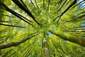 Vers l'article Joint International Symposium CIRSET – LIA Ecoland