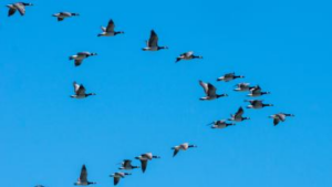 Vers l'article Observation de la migration des oiseaux