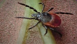 Comprendre l'écologie des tiques pour mieux s'en protéger