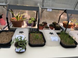 Vers l'article Inauguration de la serre pédagogique de l’UFR SciFA