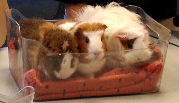 3 cochons d'Indes dans un bac transparent