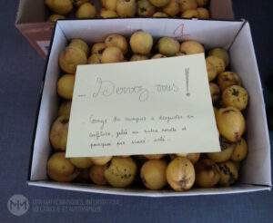Vers l'article L’UFR MIM fait sa collecte de coings pour l’année 2025