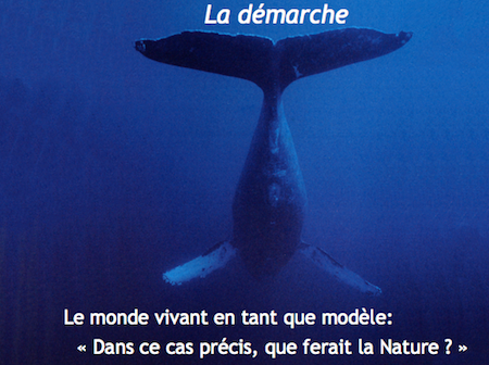 Formation biomimétisme - uTOP