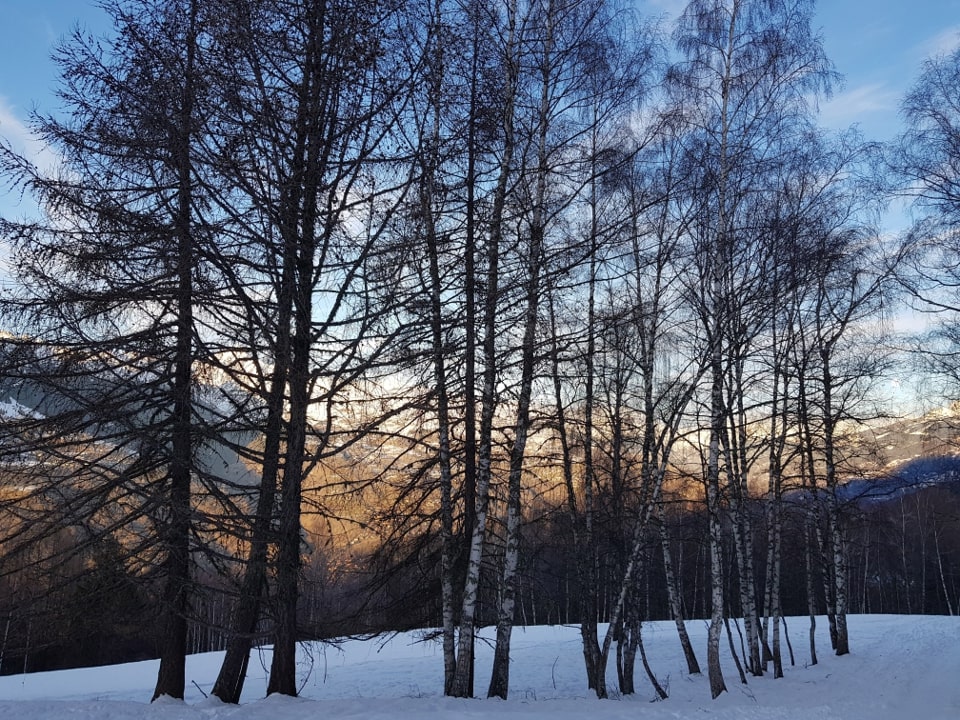 "Coucher de soleil sur bouleaux des Alpes » par Christine Legrand-Frossi